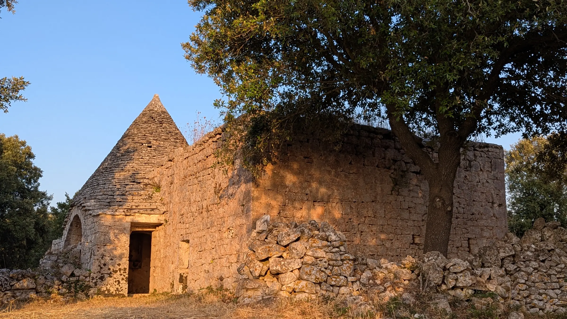 Le trullo de Trullo Rosa et son grand arbre dans la lumière dorée du soir, Valle d'Itria
